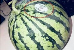 网红吃瓜爆料,娱乐圈幕后真相大曝光！