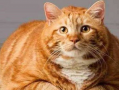 娱乐吃瓜酱橘猫,娱乐界的“喵星人”