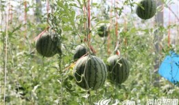 徽县网红吃瓜事件视频,揭秘网络热议背后的真相