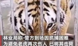 电影兽性难驯在线观看,激情与野性的狂野之旅