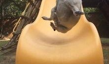 八哥爆料赤犬视频大全,赤犬视频大全精彩瞬间大汇总