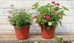 老挝最近短视频爆料新闻,近期热点事件盘点