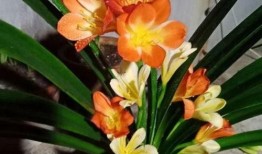 爆料君子兰的新段子视频