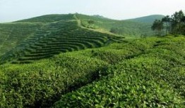 茶园视频热点爆料,揭秘茶树生长的秘密与热点事件