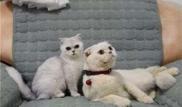 刘二豆与娱乐吃瓜君,揭秘娱乐圈背后的故事