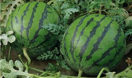 蚌埠吃瓜最新事件爆料是真的吗,真相揭秘还是网络谣言？