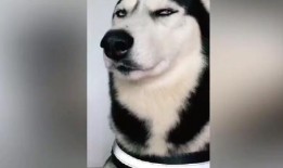 爆料二哈视频大全集