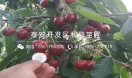 红樱桃在线观看,在线重温经典爱情故事