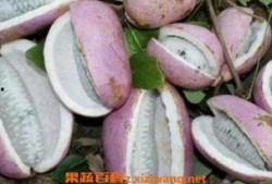 吃八月瓜的网红,网红打卡，舌尖上的新宠