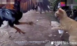大公鸡视频在线观看,一场视觉盛宴的在线观看体验