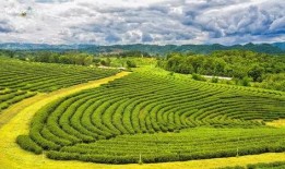 茶园视频热点爆料,揭秘茶树生长的秘密与热点事件