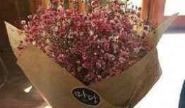 满天星在线观看