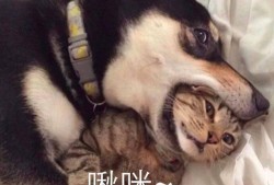 爆料二哈视频大全集