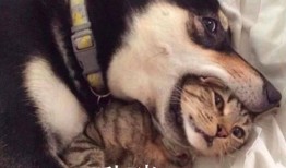 爆料二哈视频大全集