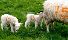 小羊妈妈爆料视频大全,揭秘温馨家庭生活瞬间