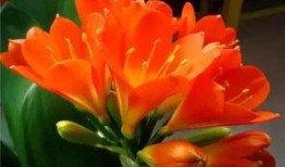 爆料君子兰的新段子视频