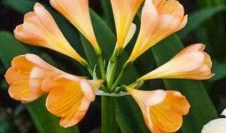 爆料君子兰的新段子视频