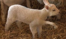 小羊妈妈爆料视频大全,揭秘温馨家庭生活瞬间