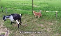 小羊妈妈爆料视频大全,揭秘温馨家庭生活瞬间