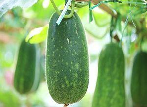 娱乐吃瓜健康养生,健康养生两不误